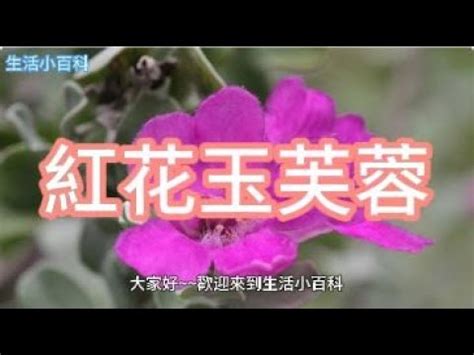 芙蓉風水|芙蓉種植風水：農曆何日最吉祥？